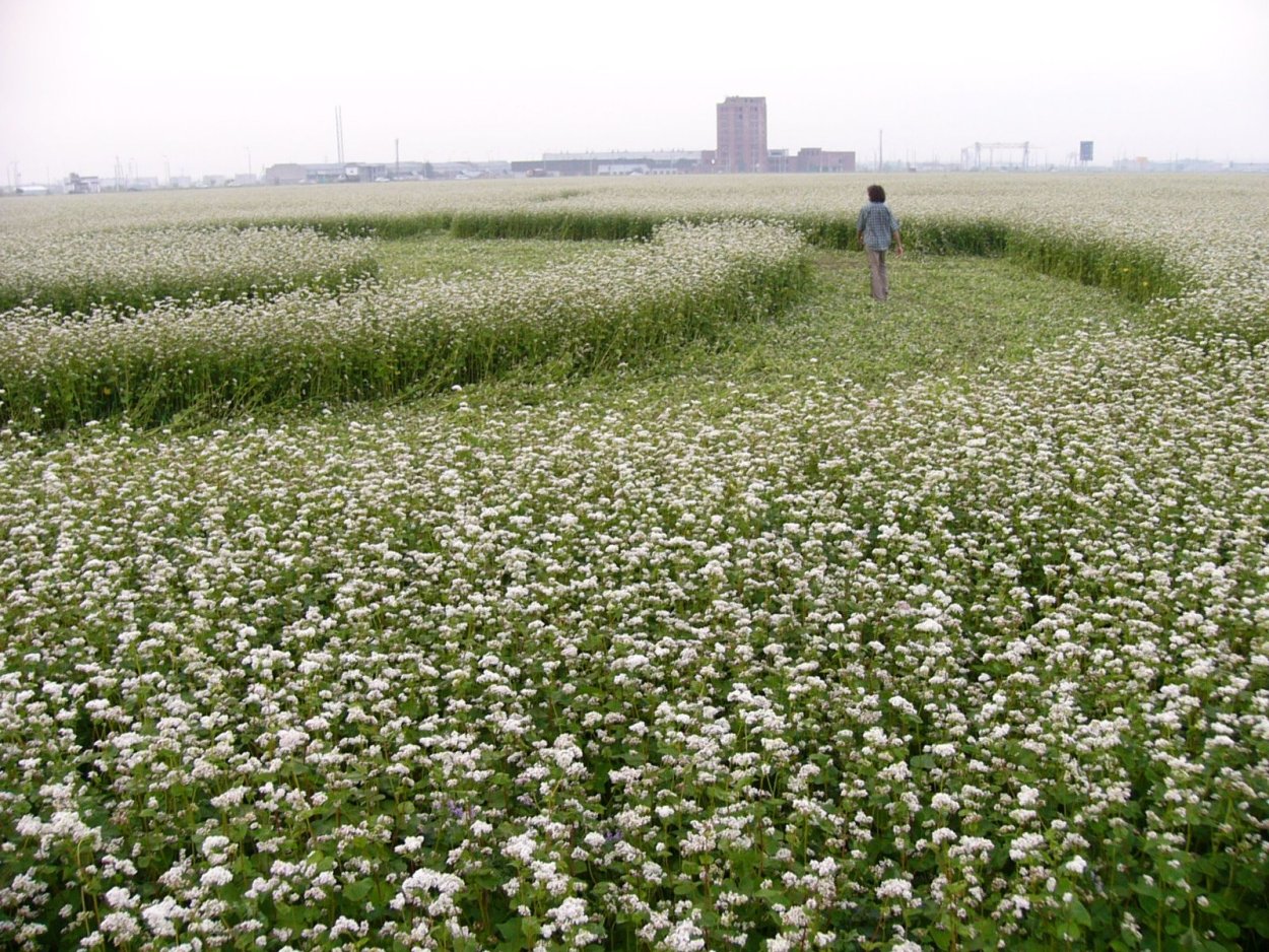 Гречиха посевная цветение