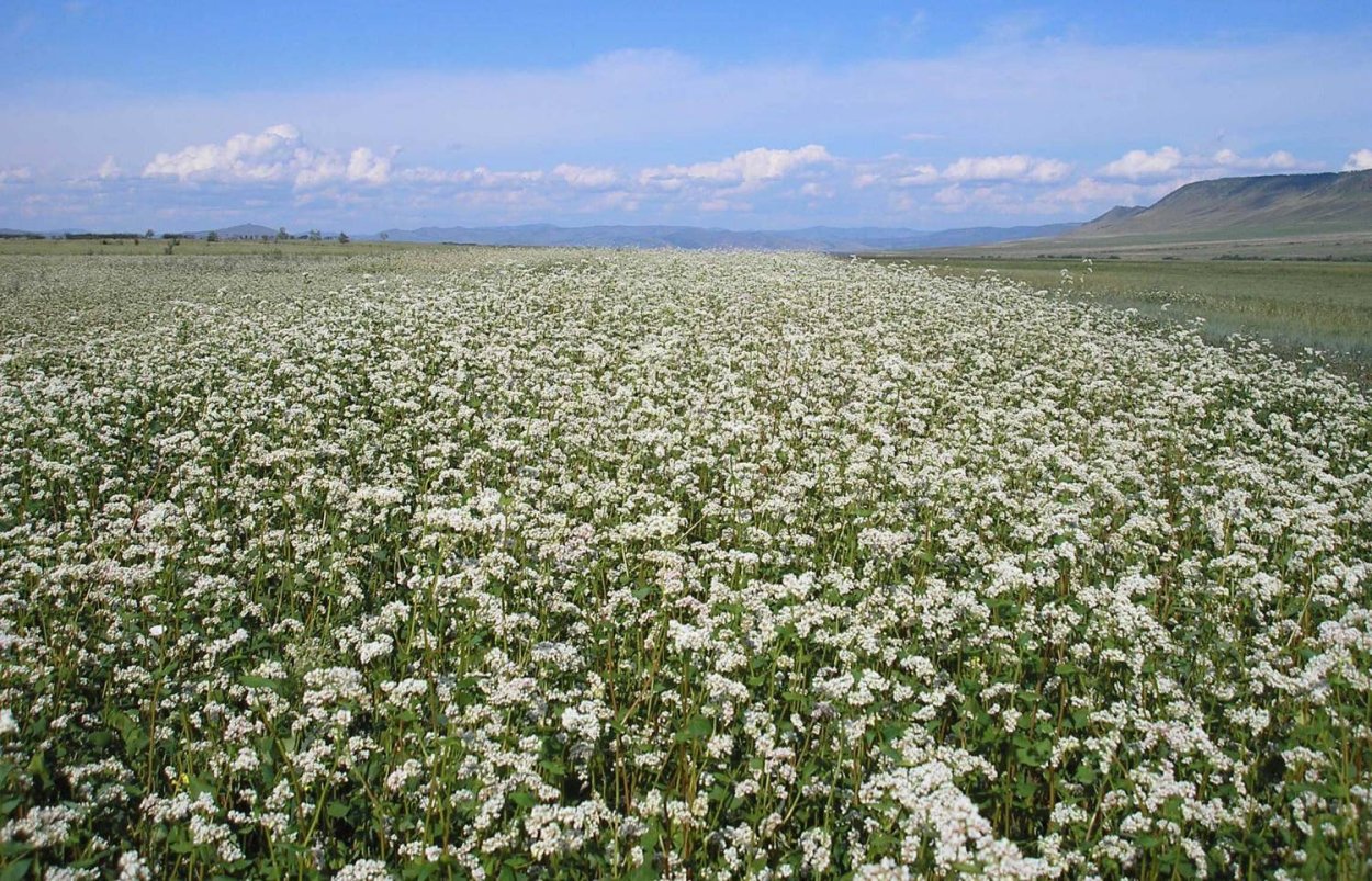Гречиха Сахалинская в поле
