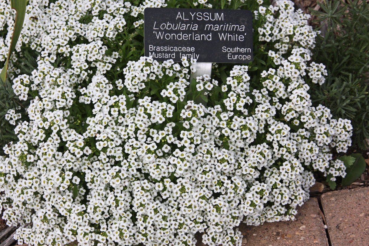 Алиссум Вондерленд