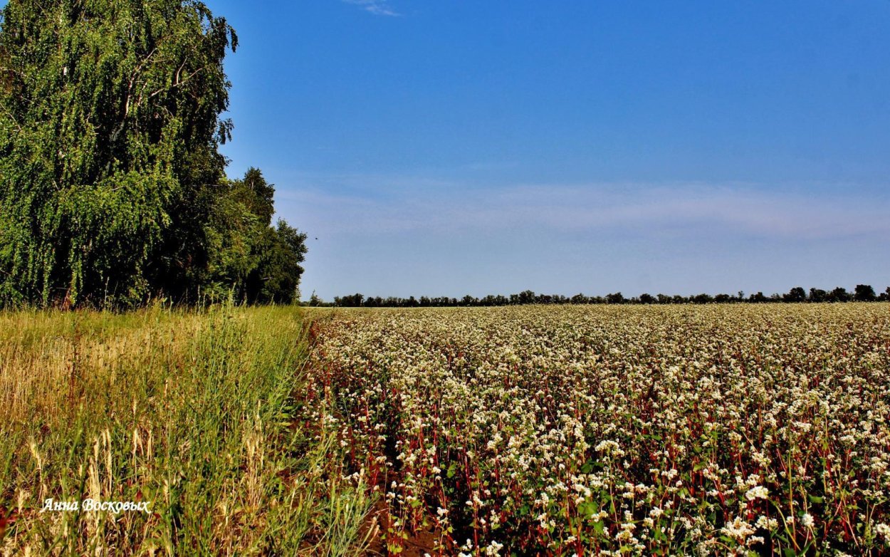 Поля гречихи в Алтайском крае
