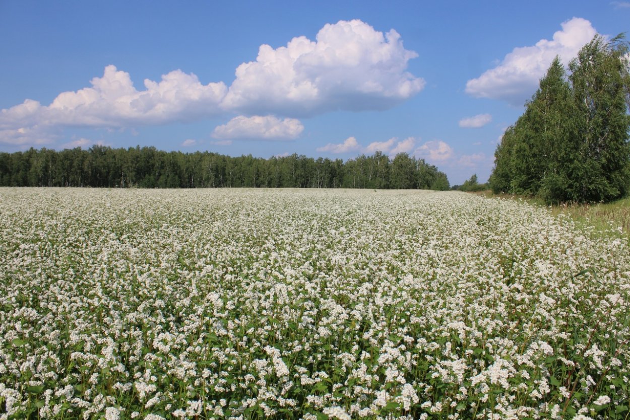 Доброе-доброе утро поле ромашек