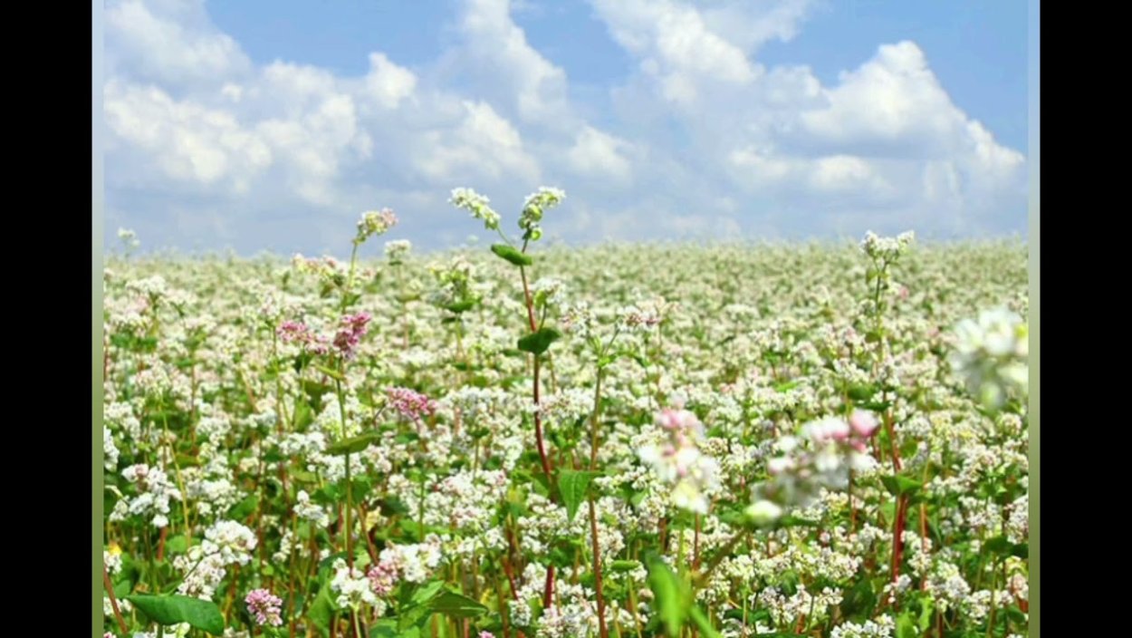 Красивые поля гречихи
