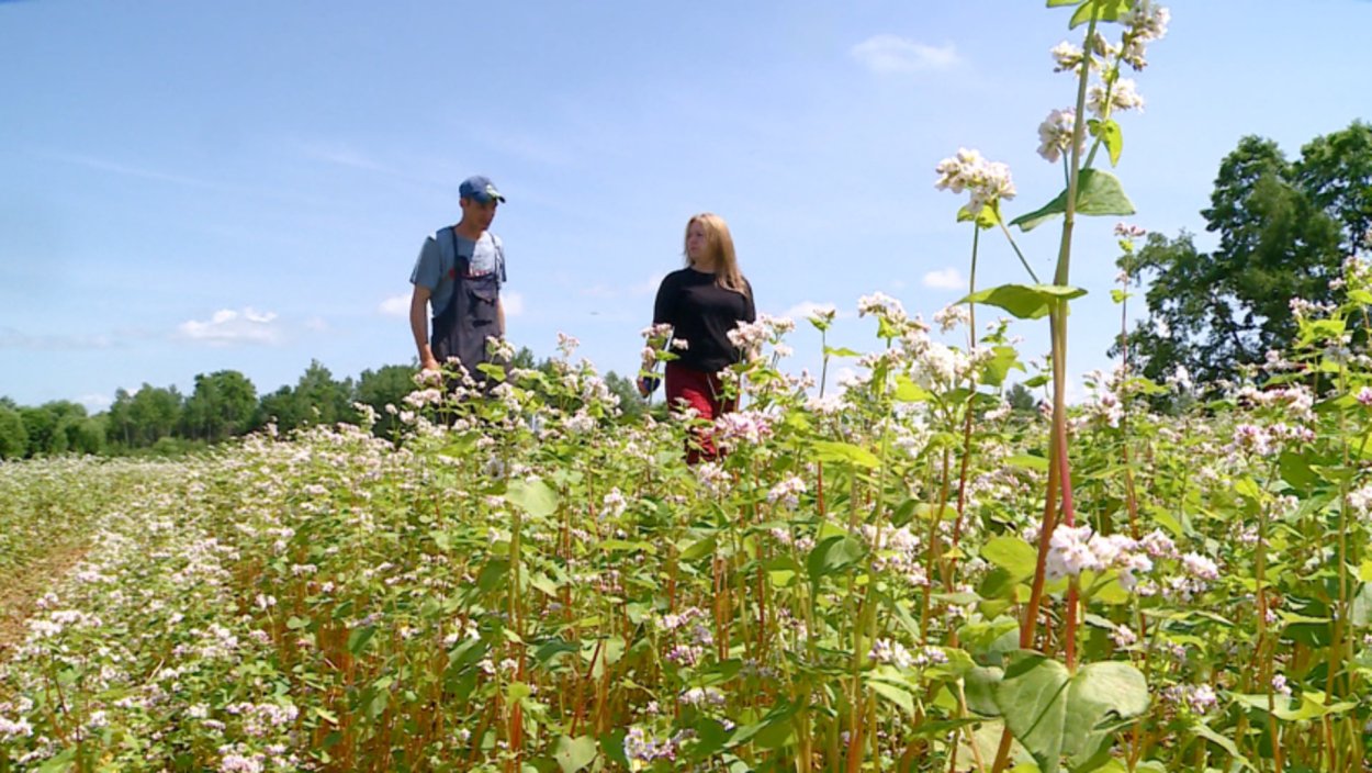 Картофельное гречишное поля
