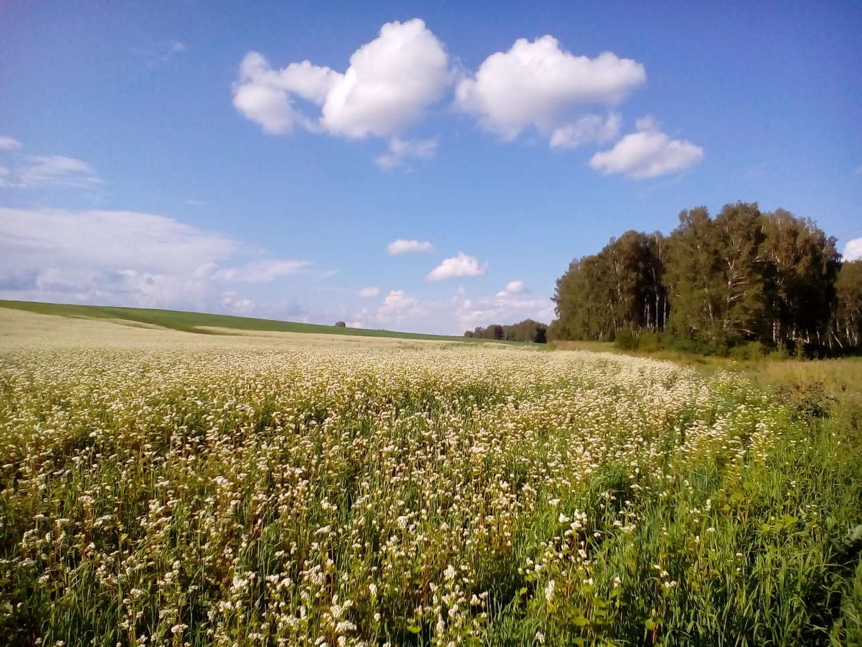 Гречневые поля Карасук