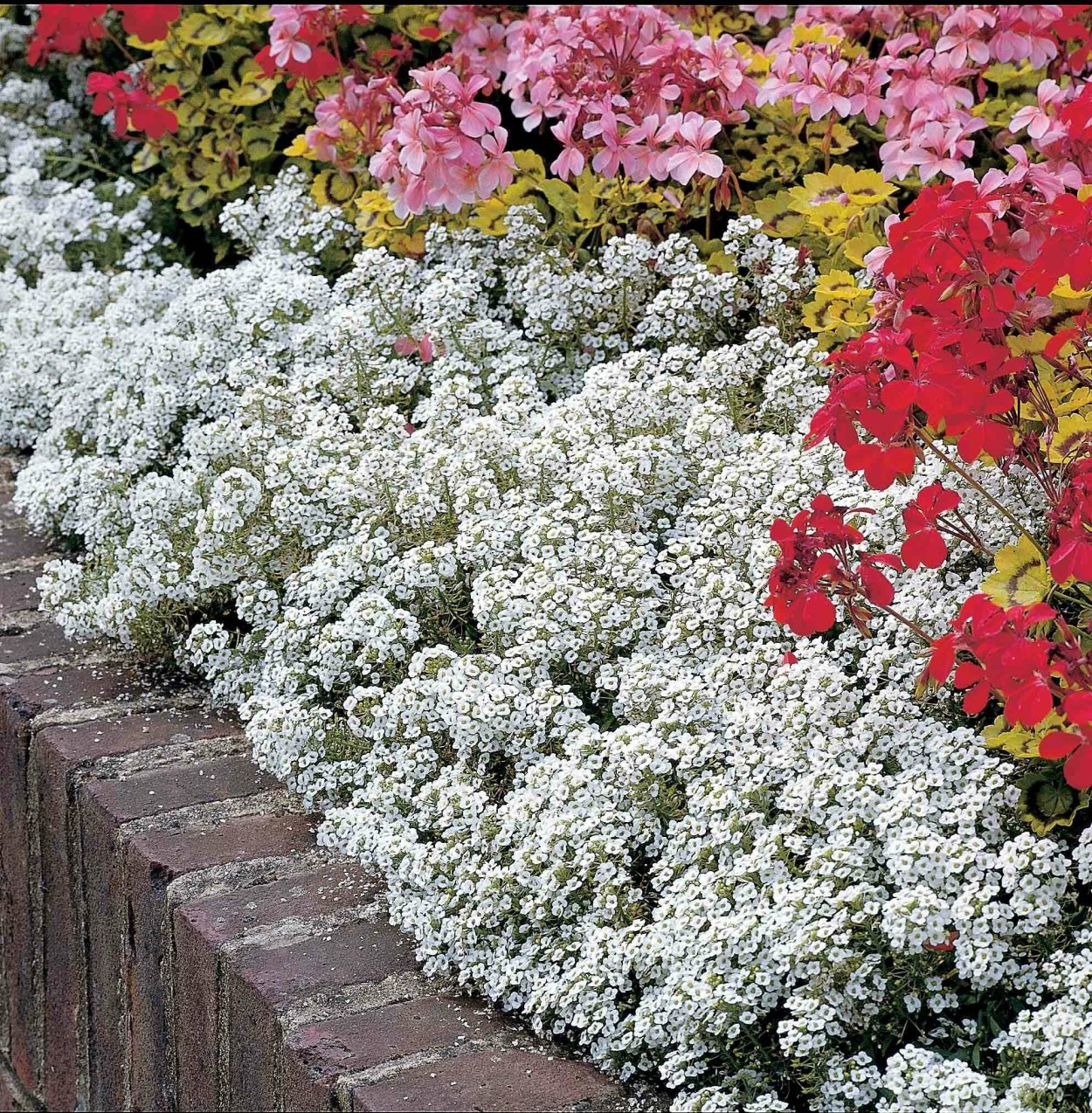 Алиссум цветы