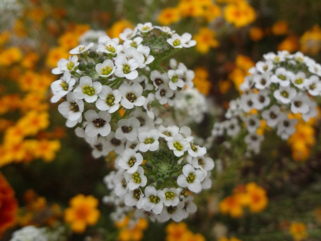 Алиссум Каменник