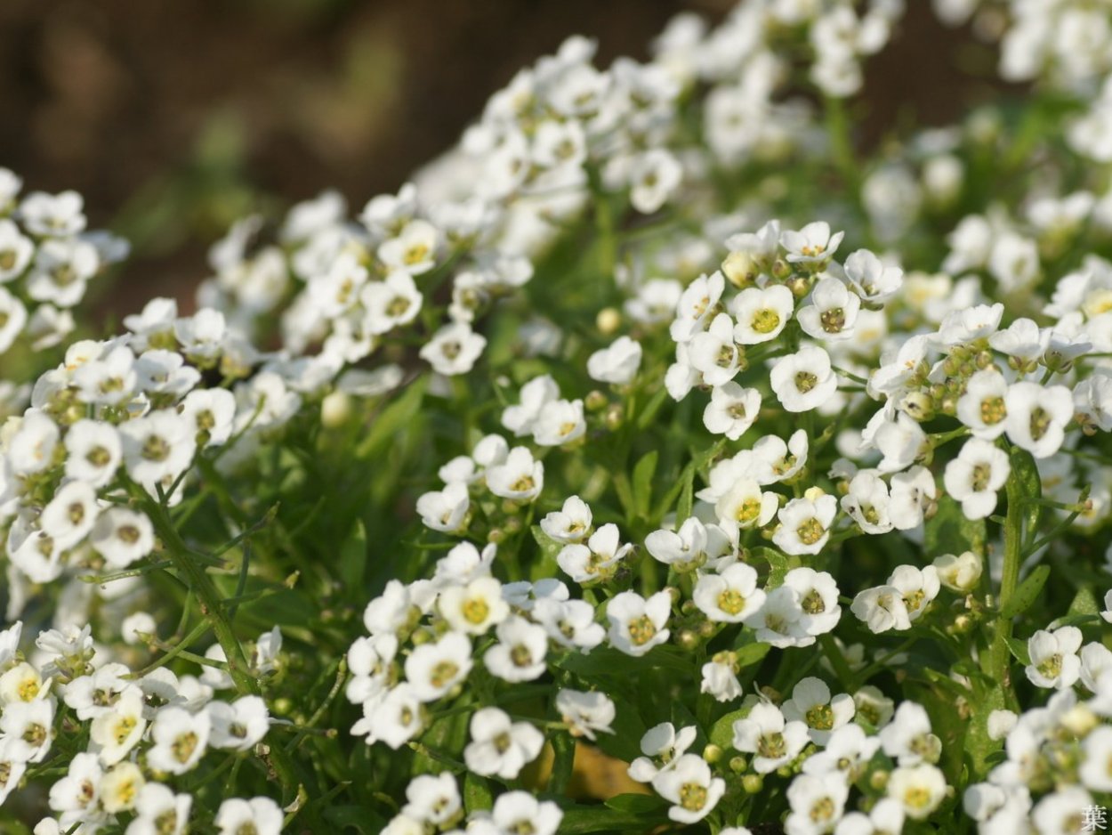 Алиссум Люсия Вайт