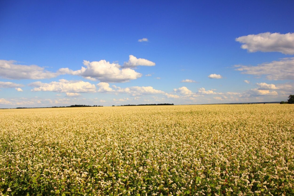 Цветущая гречиха поле
