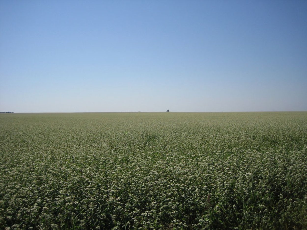 Волгоград гречишные поля