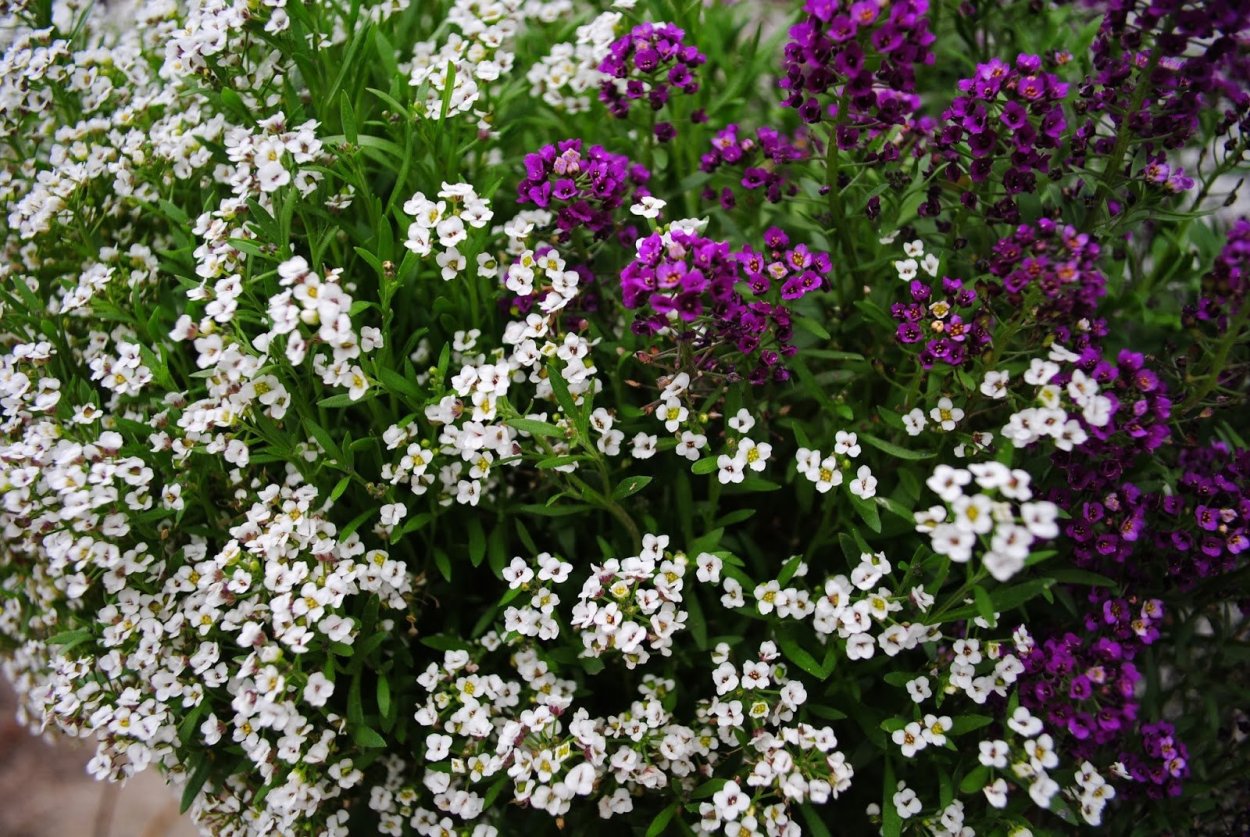Алиссум цветы многолетники