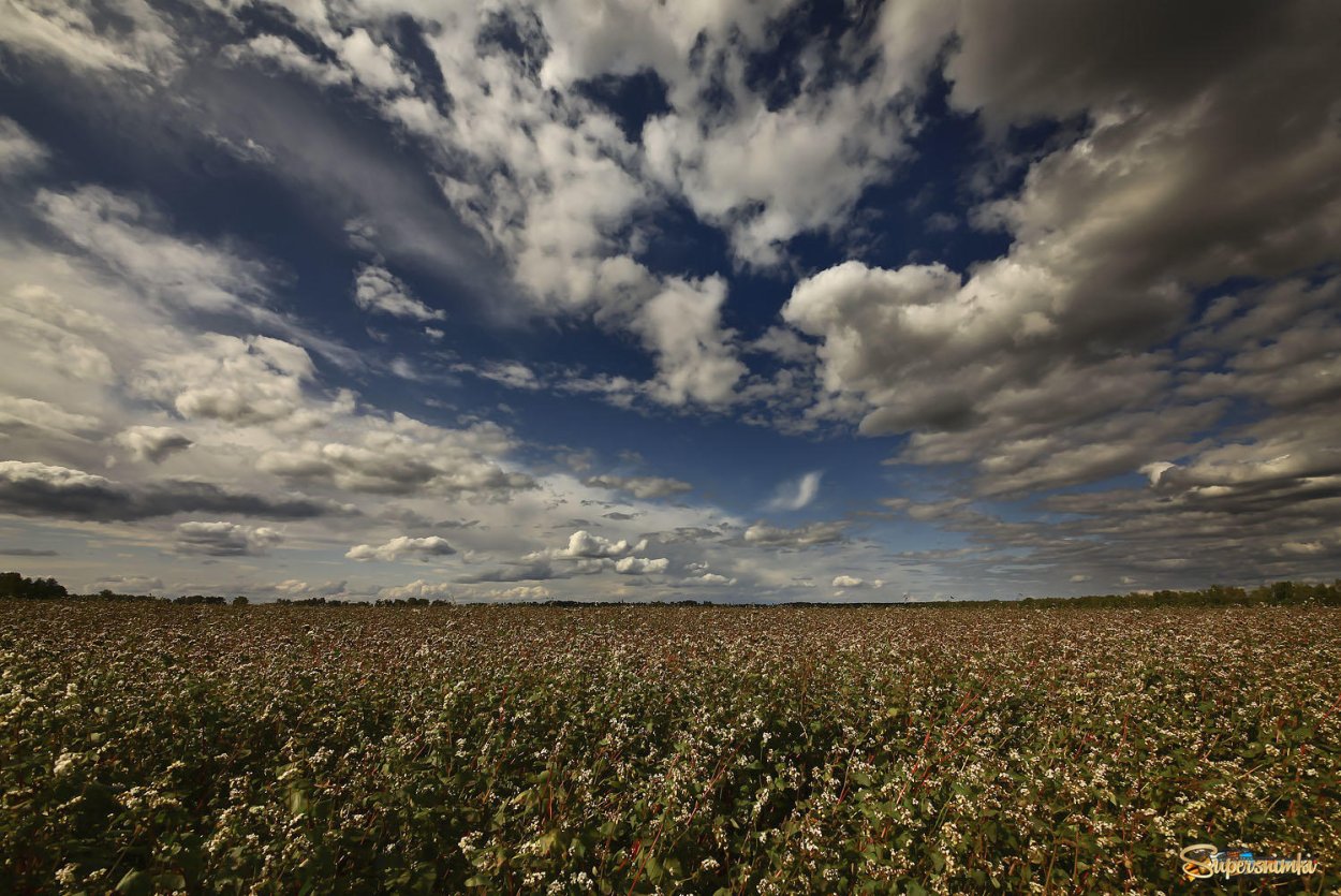 Гречиха красностебельная