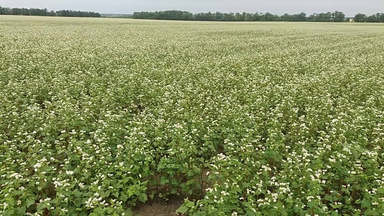 Посевы гречихи в Орловской области