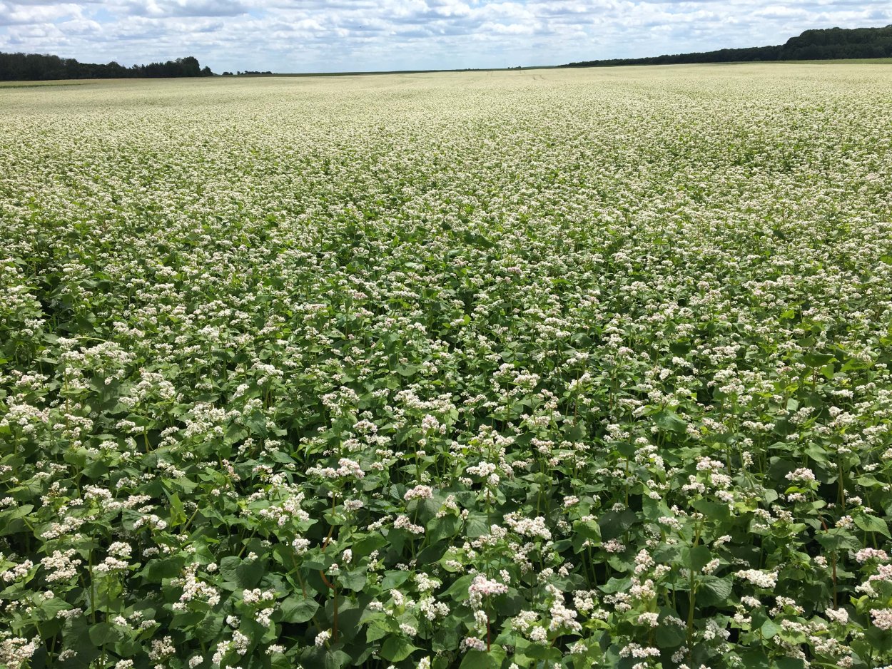 Проселочная дорога поле пшеницы