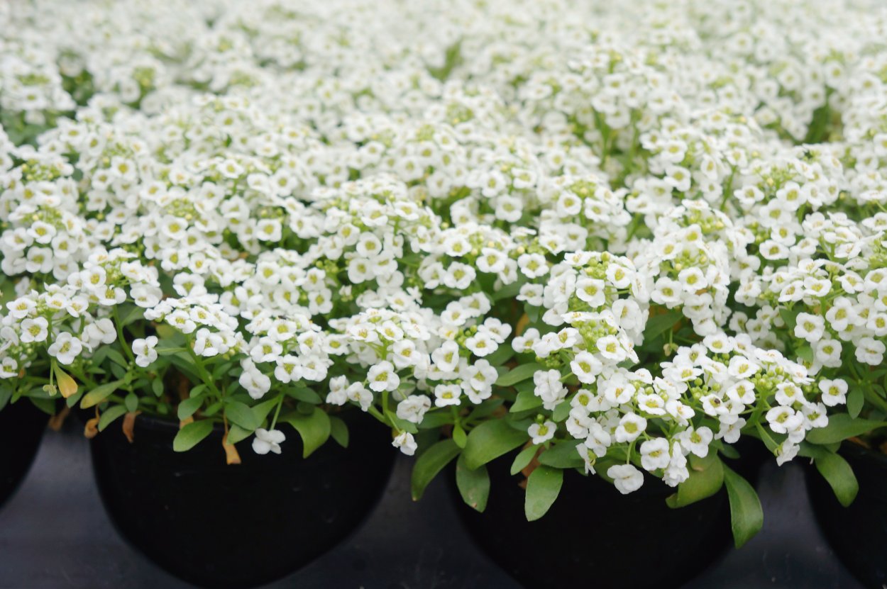 Алиссум тайни тим