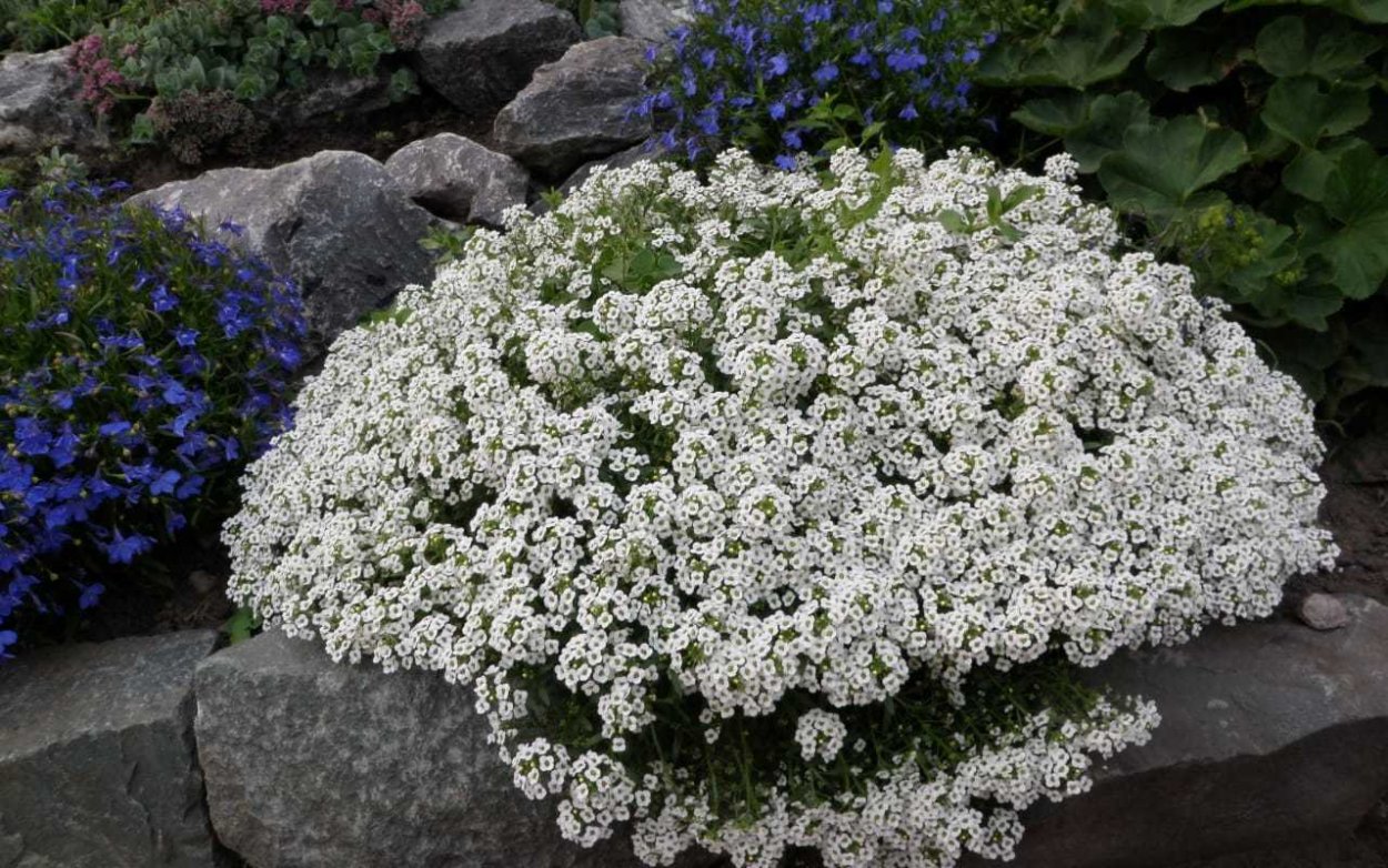 Лобулярия морская свиталисум