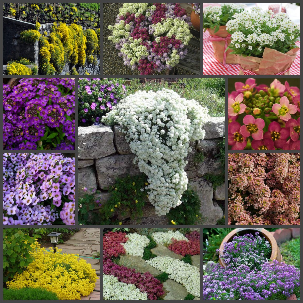 Алиссум цветы многолетники