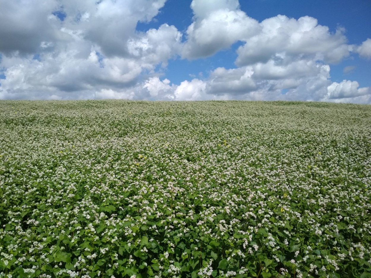 Поле рапс Ливны