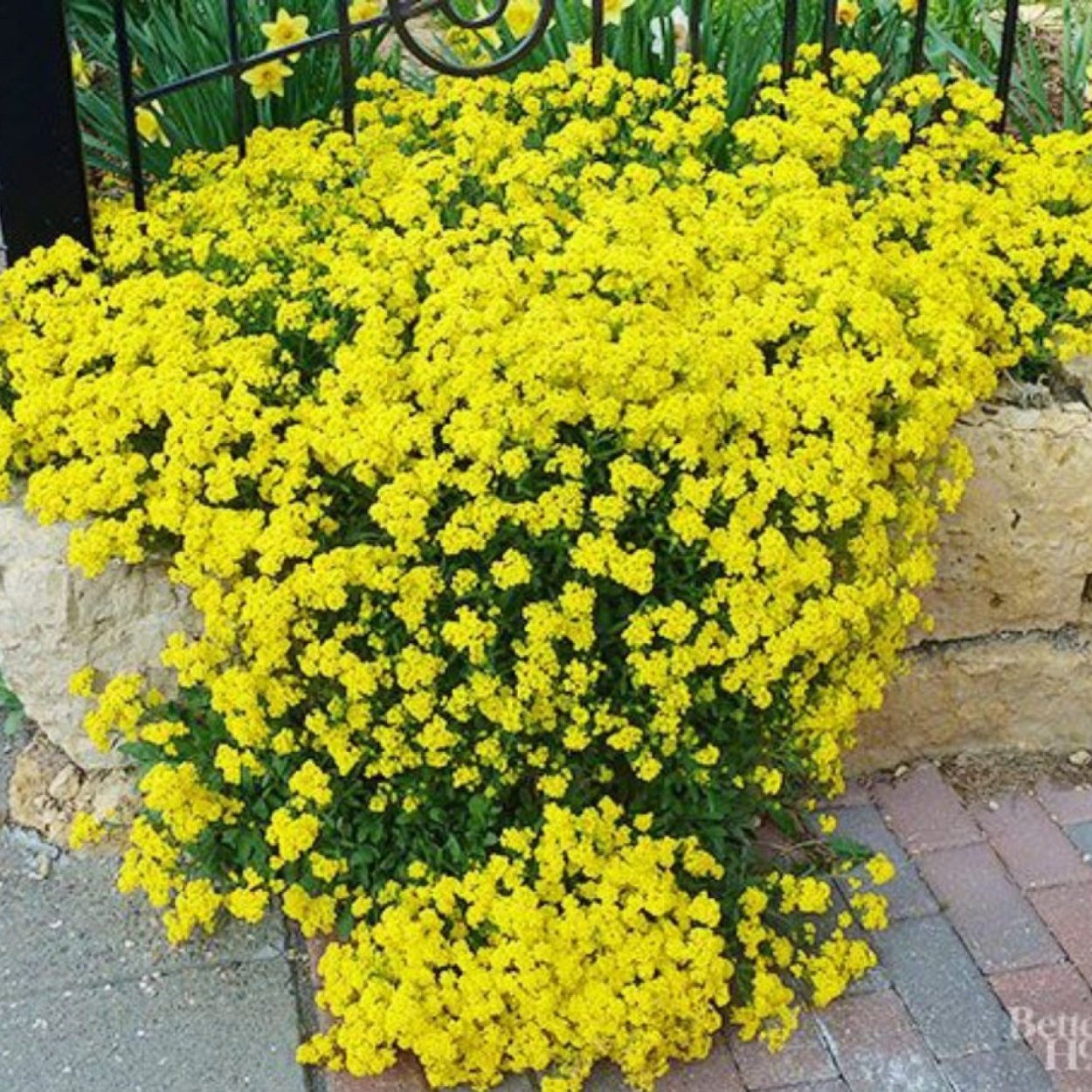Алиссум многолетний желтый скальный