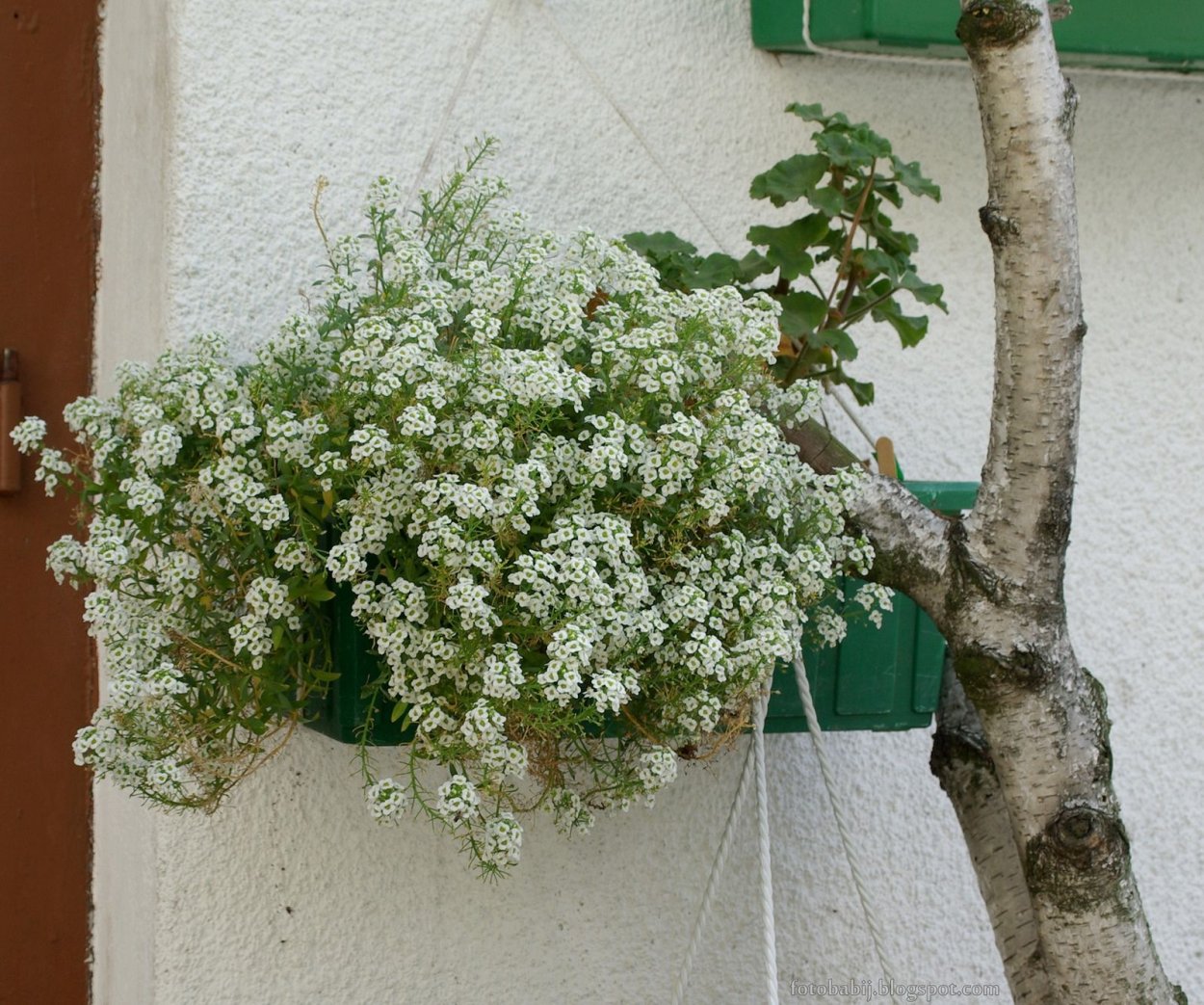 Лобулярия Сноу Кристал