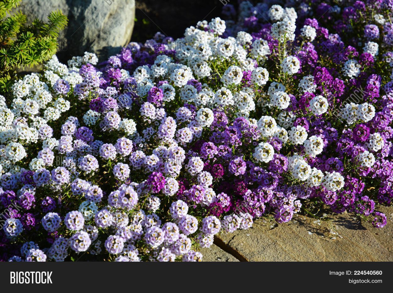 Алиссум морской гольф Вайолет