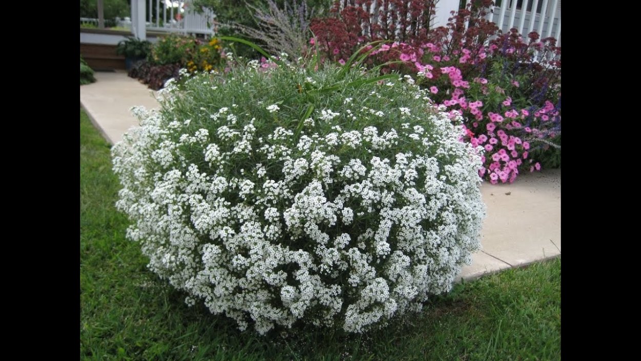 Алиссум Сноу принцесс