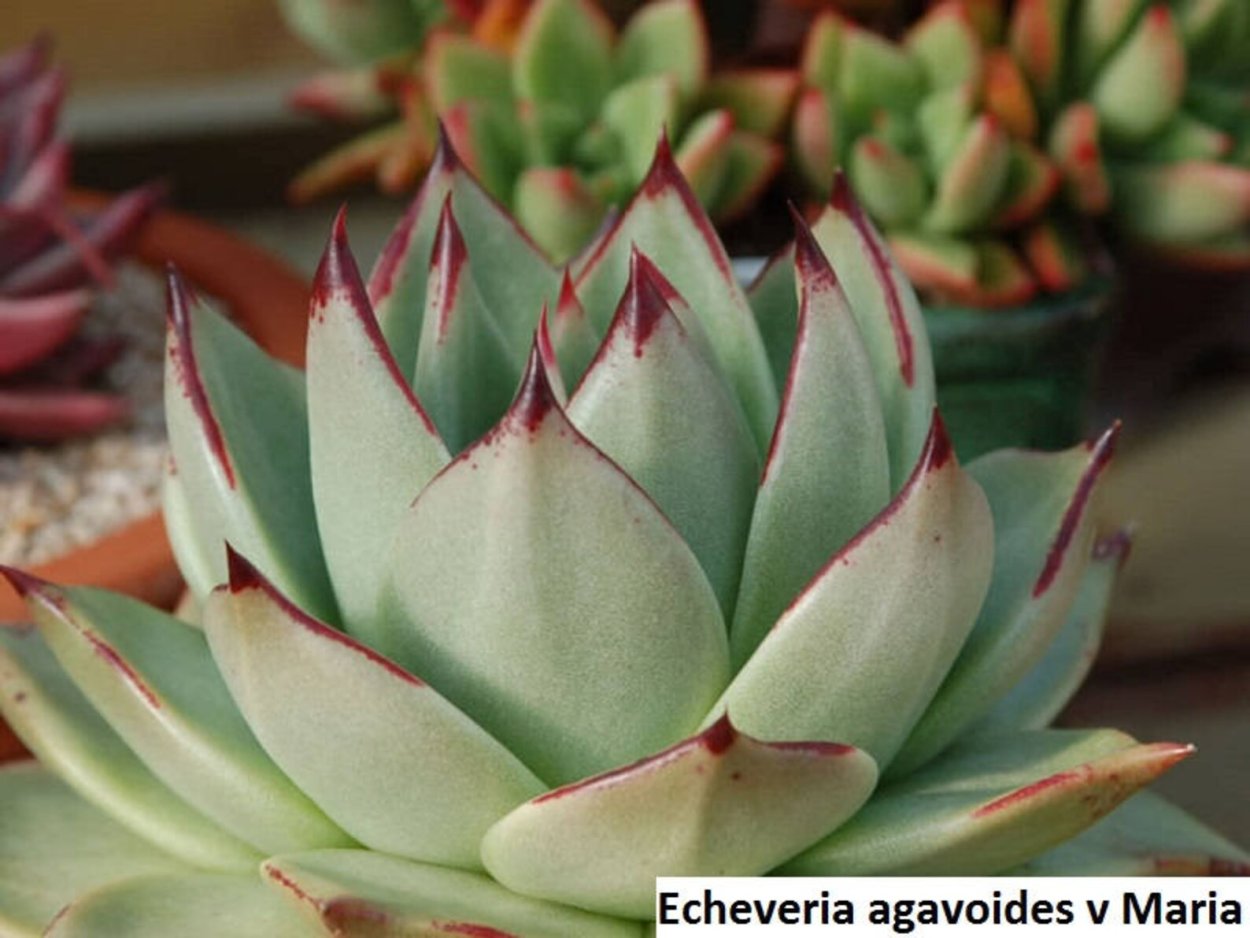 Эхеверия агавоидес