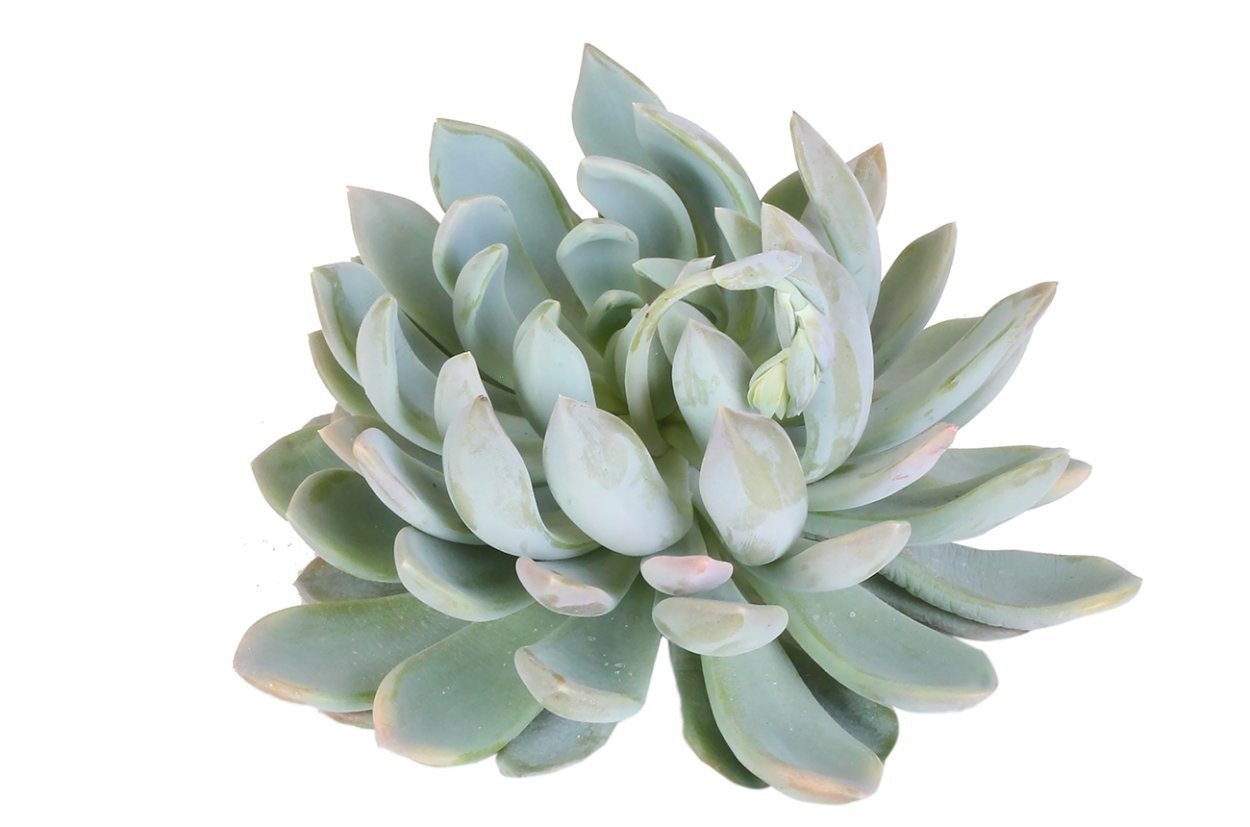 Суккулент эхеверия Echeveria