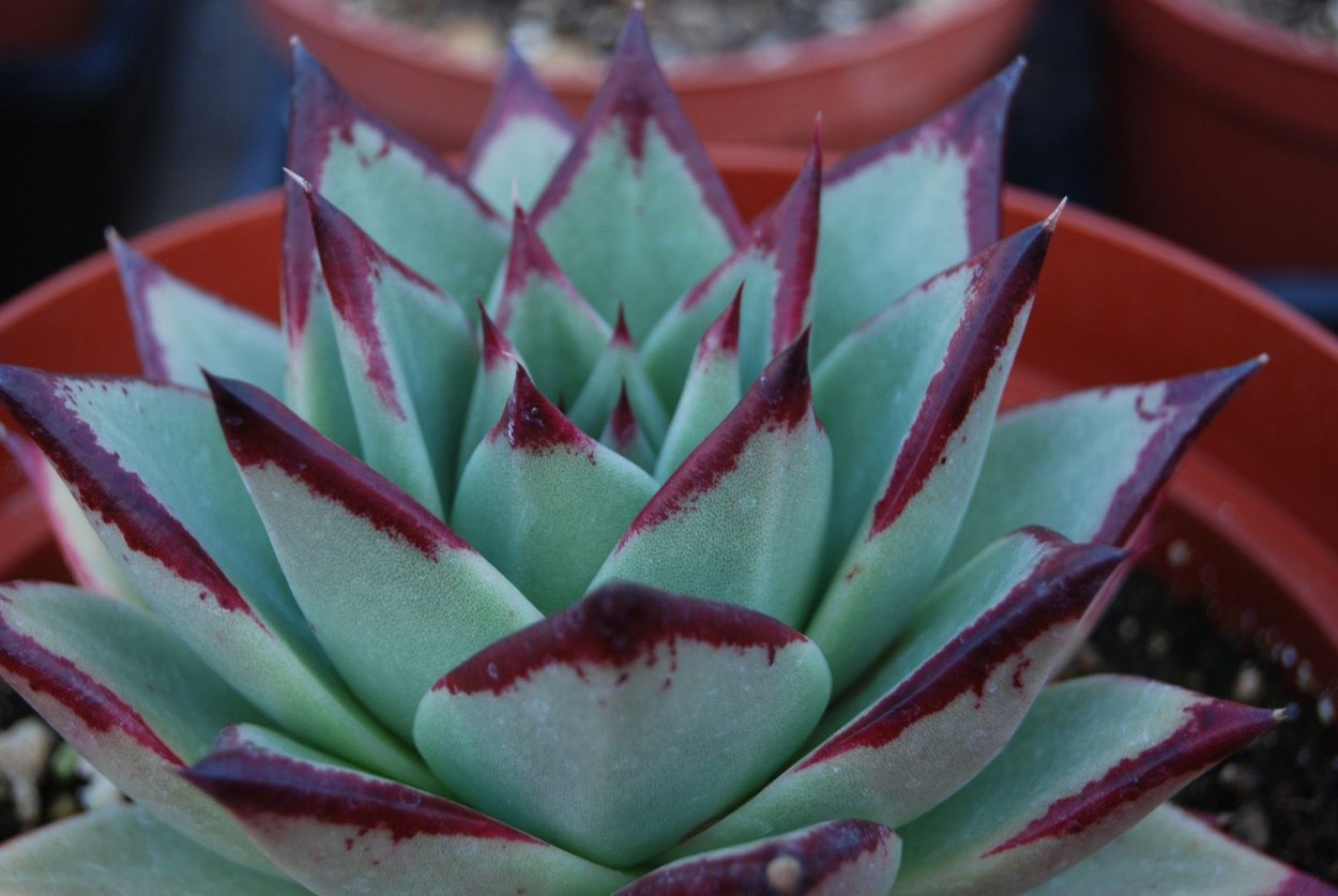 Эхеверия крестовник