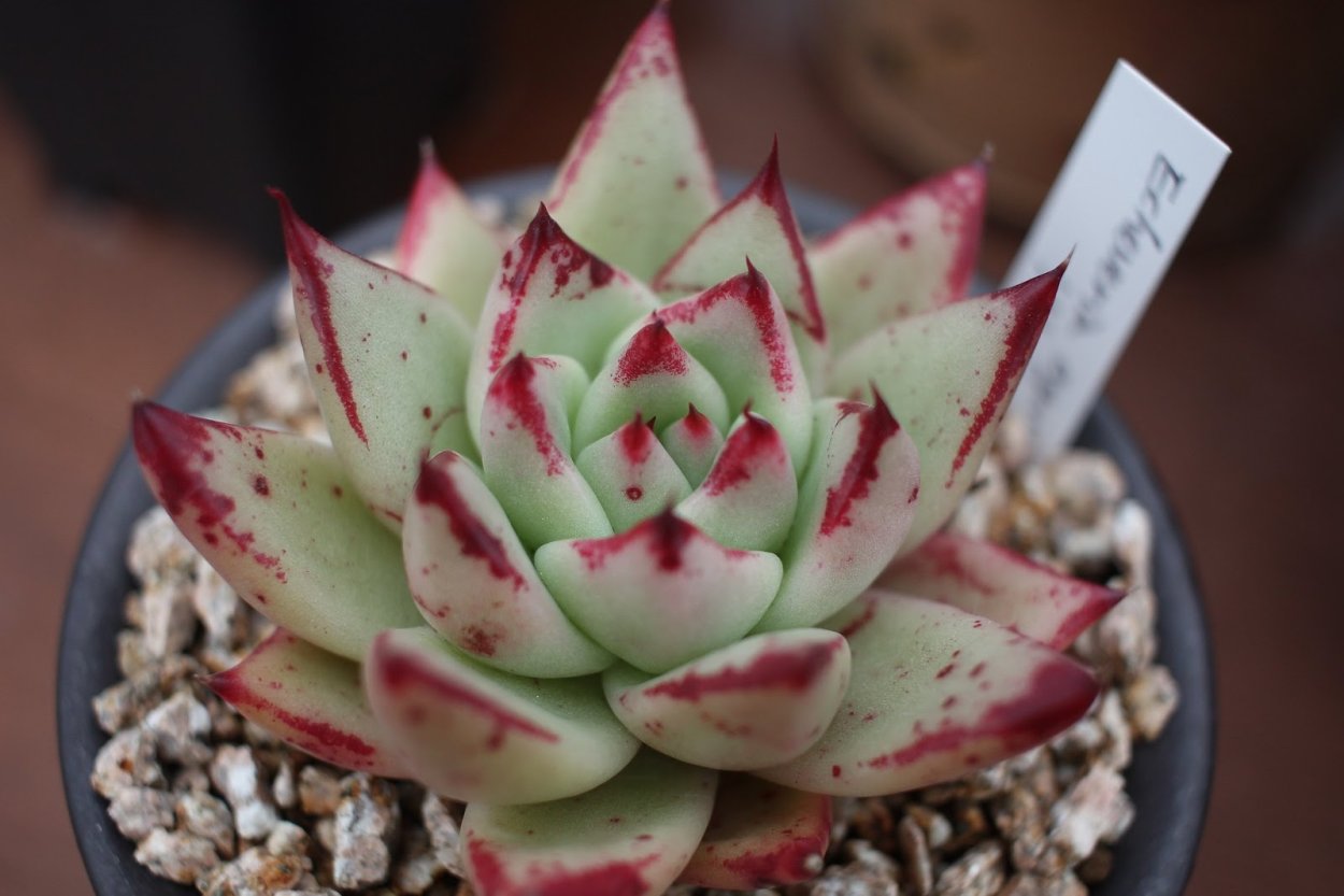 Echeveria Agavoides Жардин