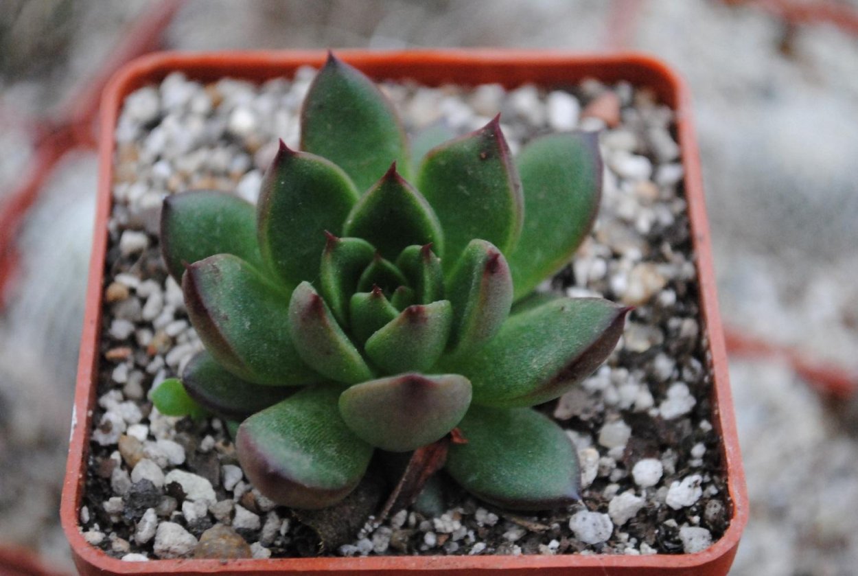 Эхеверия агавоидес