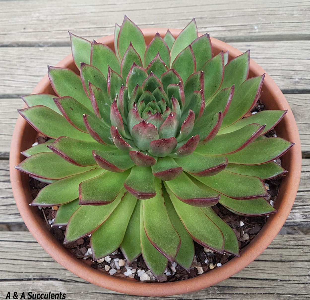 Эхеверия пролифера