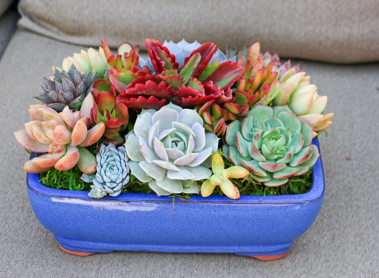 Суккулент эхеверия Лау