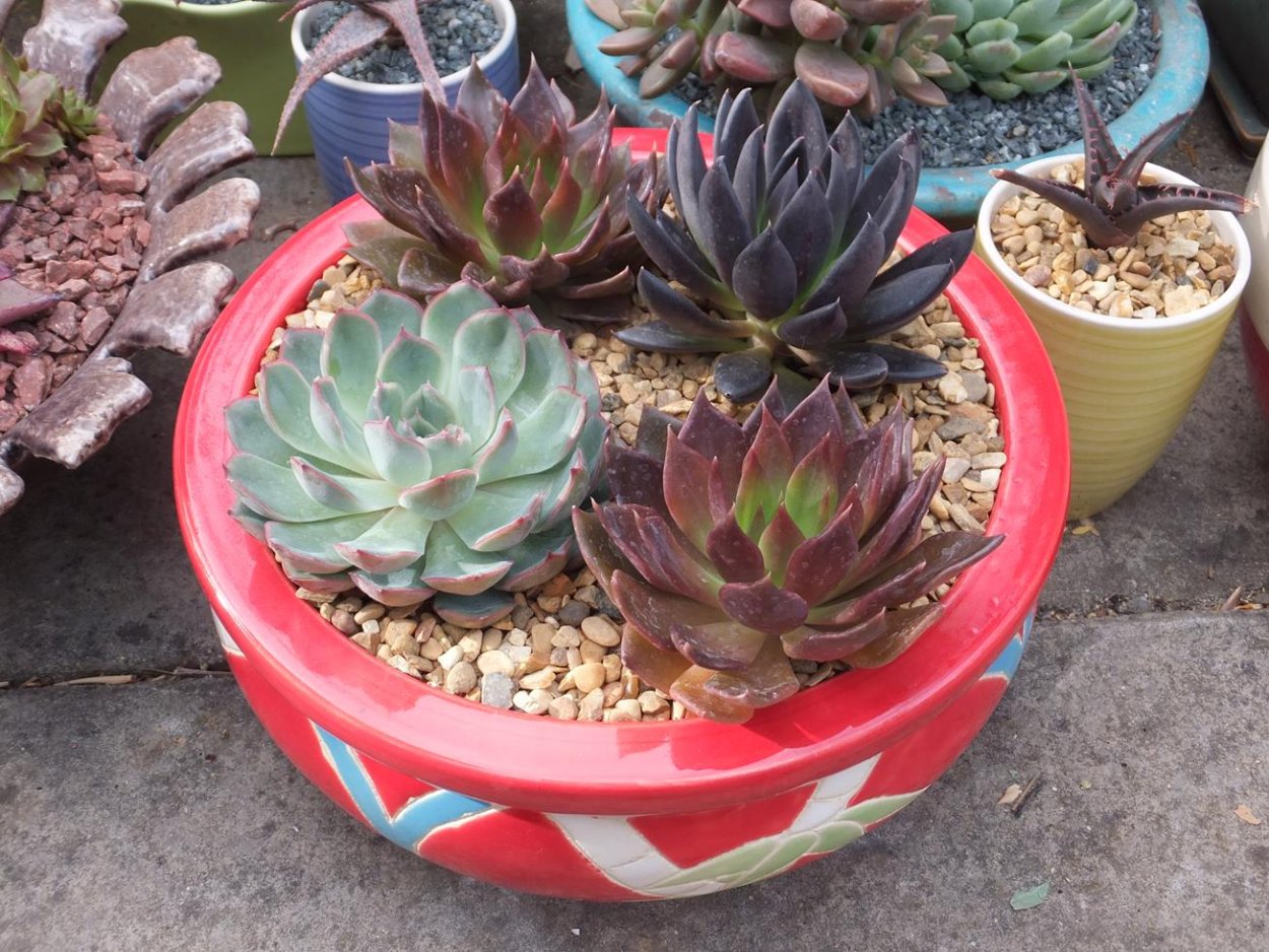 Echeveria 'Red Tips'