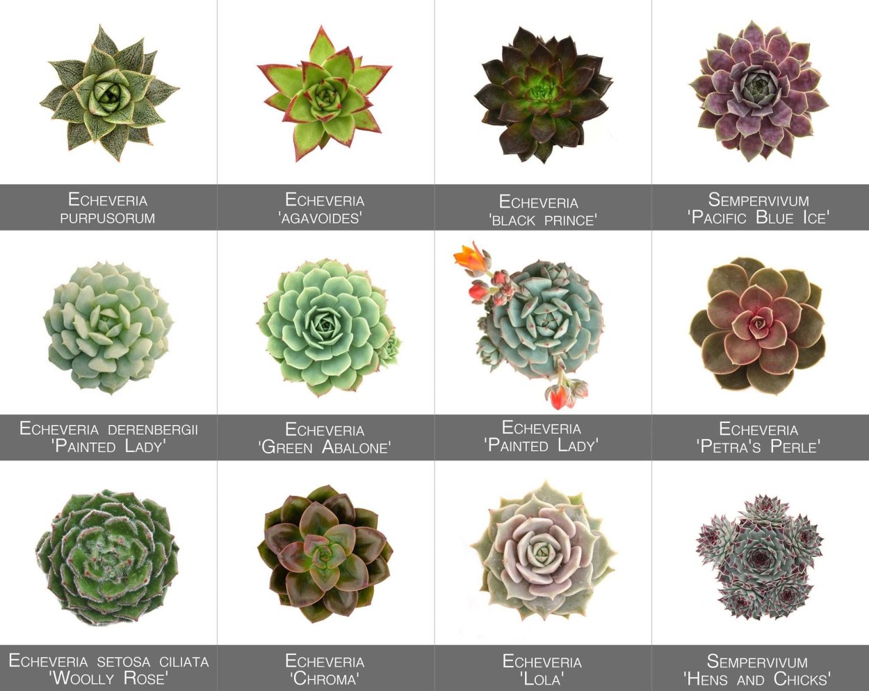 Суккуленты эхеверия Рейнбоу