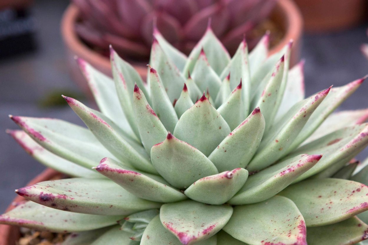 Эхеверия агавоидес