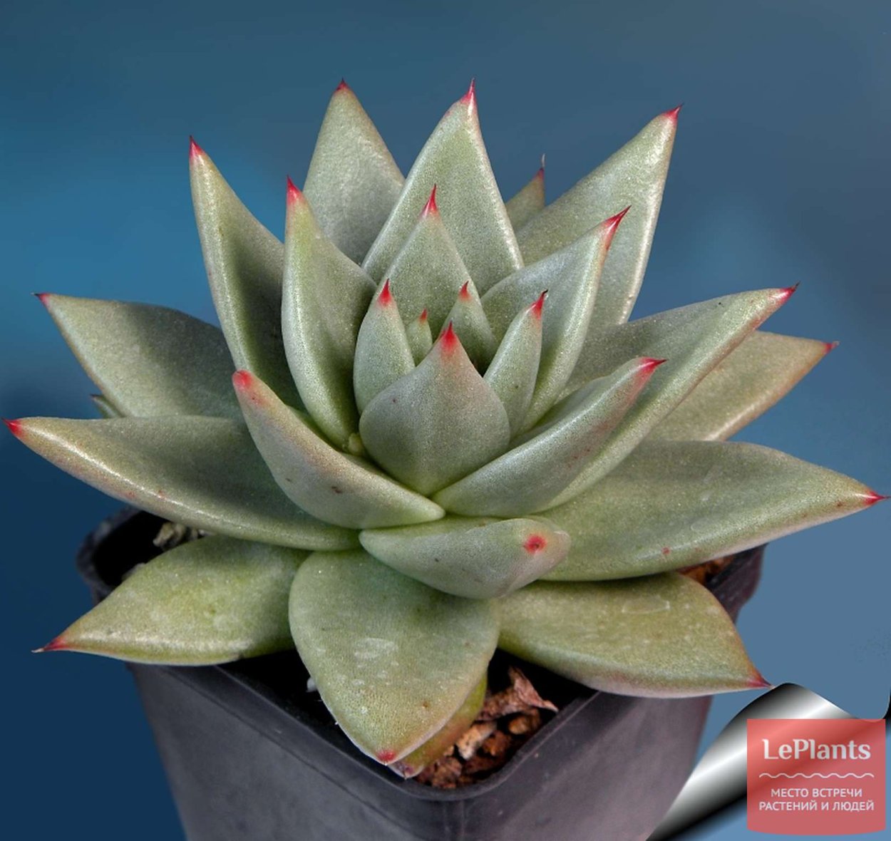 Эхеверия агавоидес Сириус