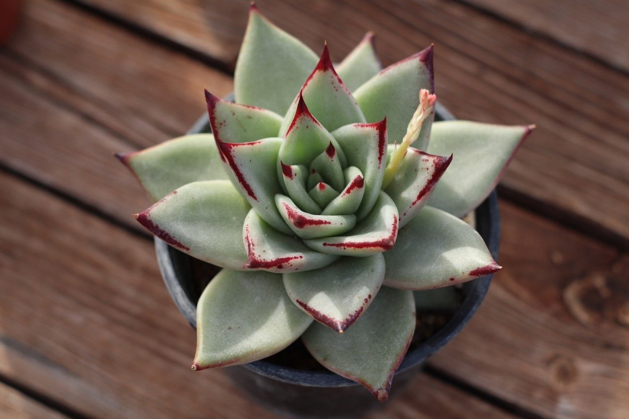Echeveria Agavoides Maria