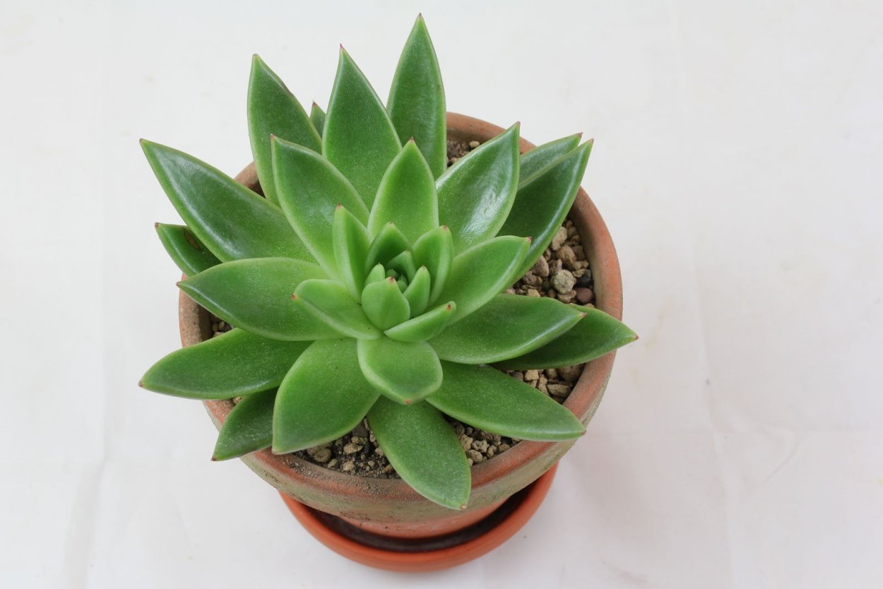 Эхеверия агавовидная цветет