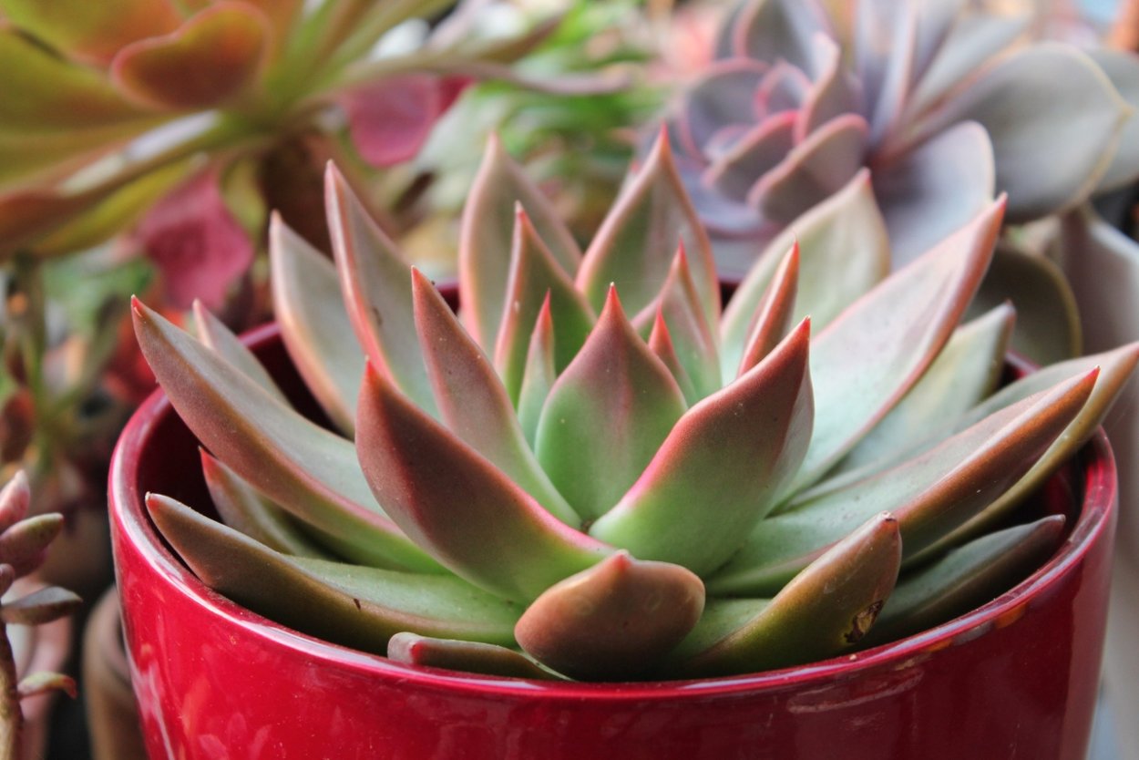 Эхеверия агавовидная цветение