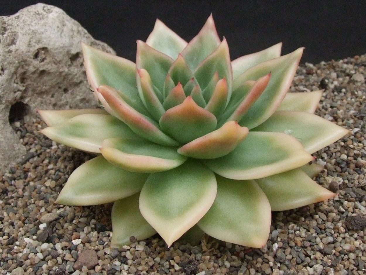 Эхеверия агавовидная Миранда