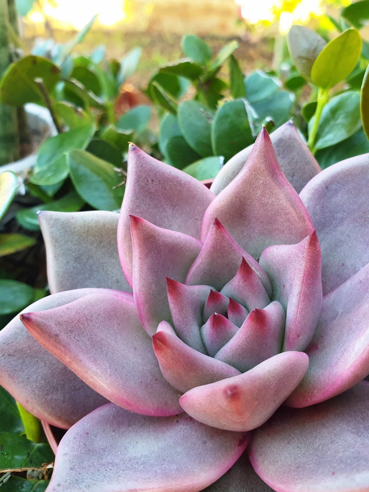 Суккулент эхеверия Миранда