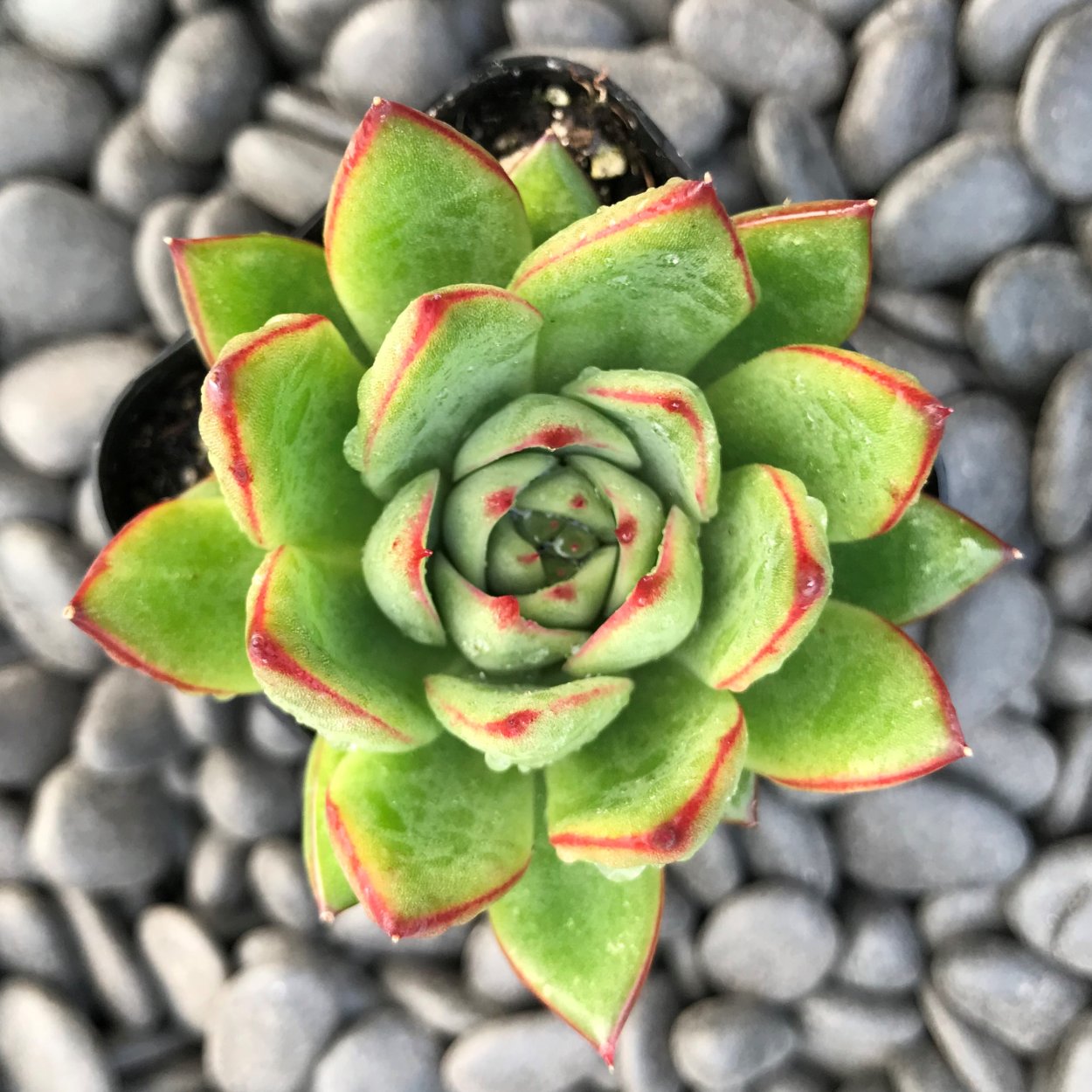 Эхеверия Плуто галакси