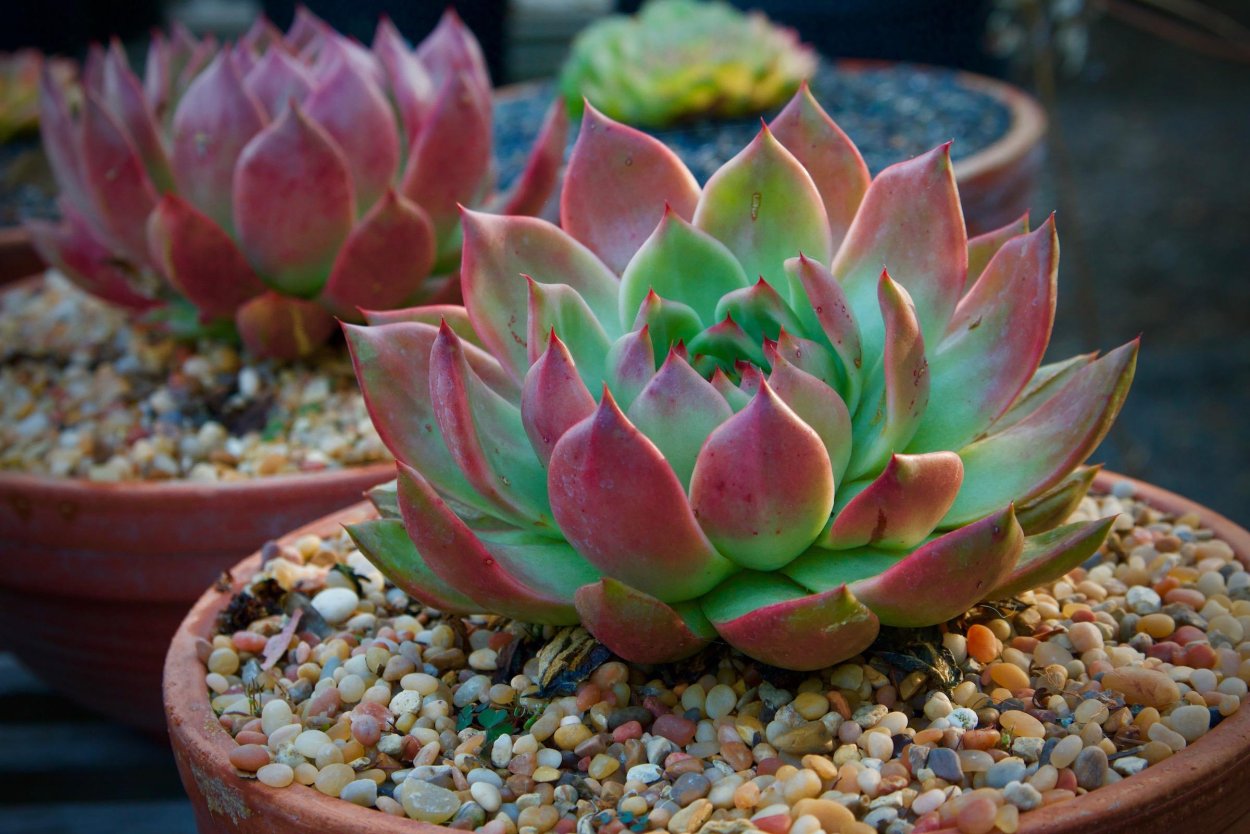 Эхеверия агавоидес Миранда