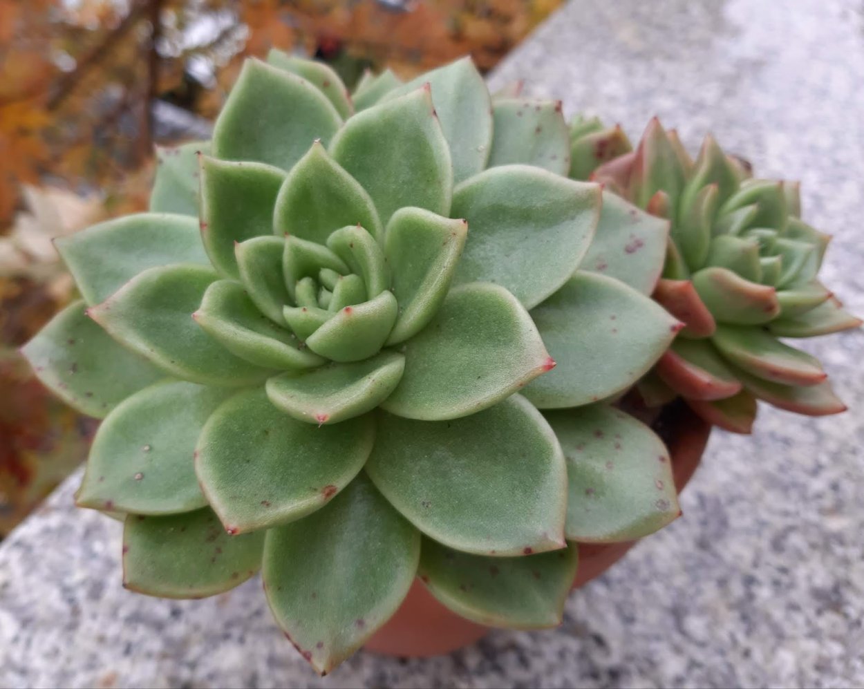 Эхеверия каменная роза Суккуленты