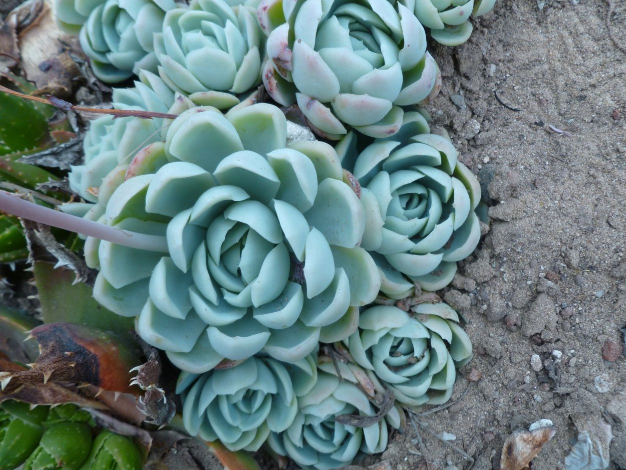 Суккулент эхеверия Echeveria