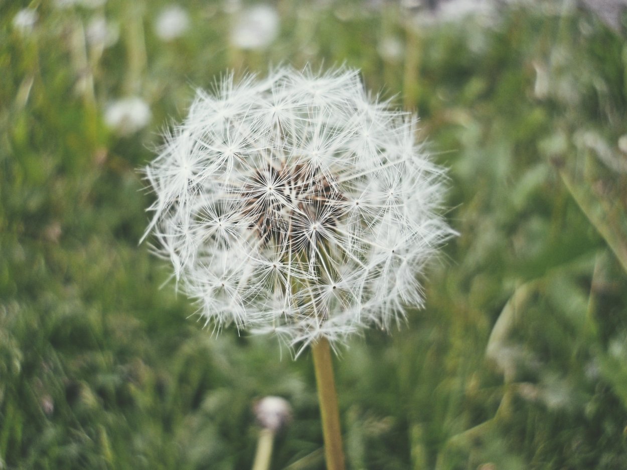 Татарник колючий листья