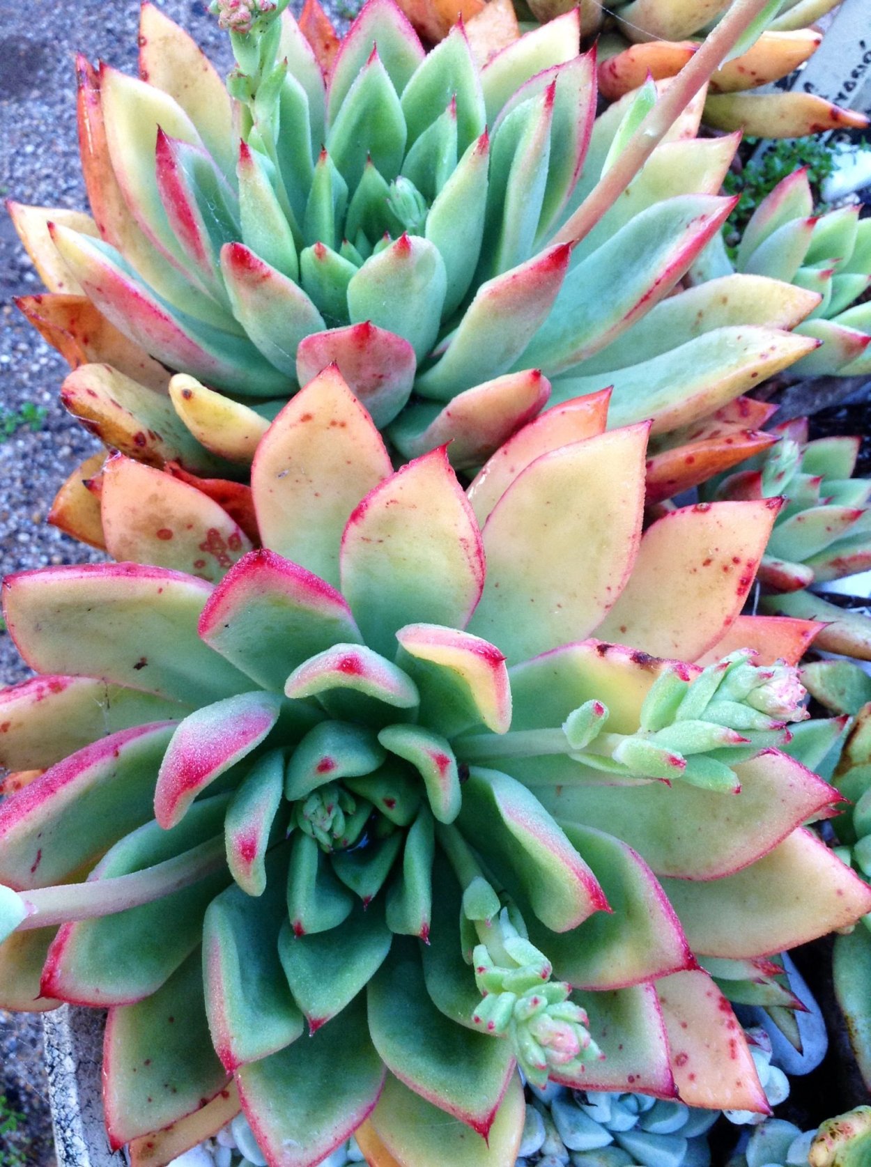 Суккулент Броуди