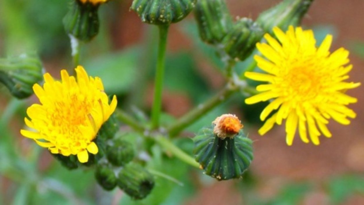 Плоскуша сорняк