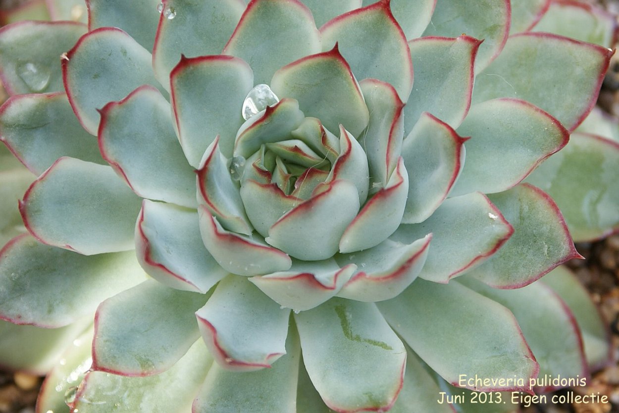 Эхеверия Миранда флэт