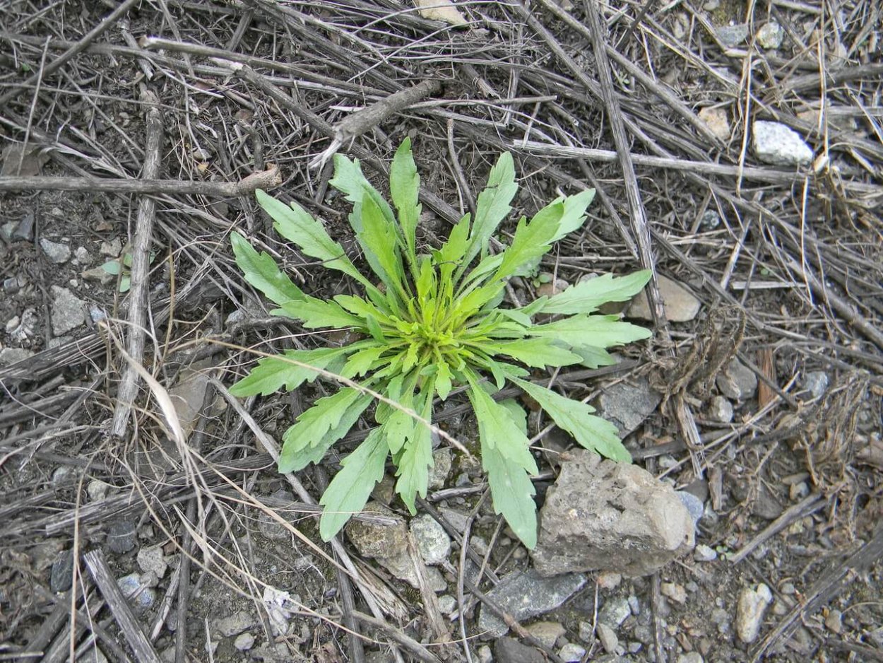 Ползучий сорняк монетчатый